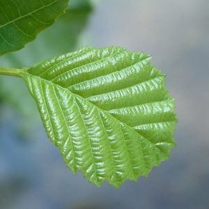 Cuota nuevo asociado de Número