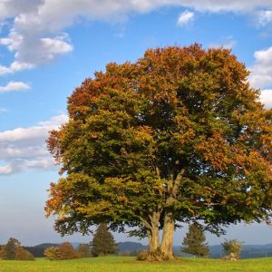 Cuota nuevo asociado Patrocinador