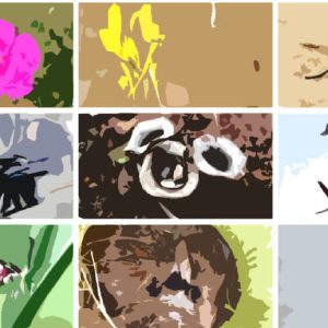 JORNADA “GESTIÓN ADAPTATIVA DE LA EIA EN EL CICLO DE VIDA DEL PROYECTO: MEJORAS EN LA BIODIVERSIDAD Y GENERACIÓN DE SERVICIOS ECOSISTÉMICOS”