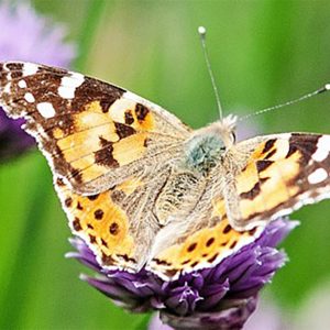 Jornada Técnica «La vida del proyecto tras la DIA. Retos y oportunidades»